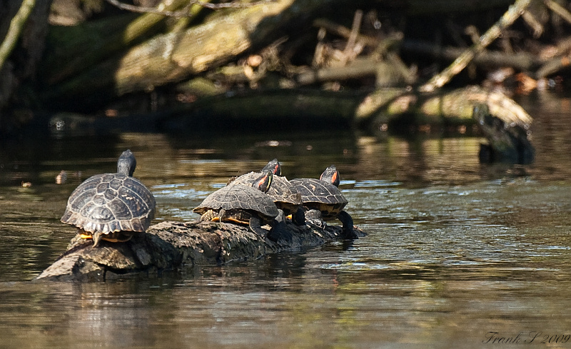 Schildkröte21