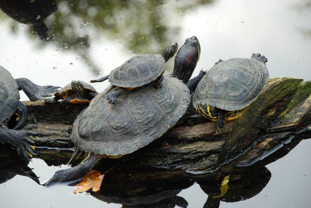 Schildkröten
