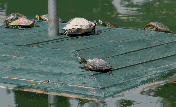 schildkrgif1