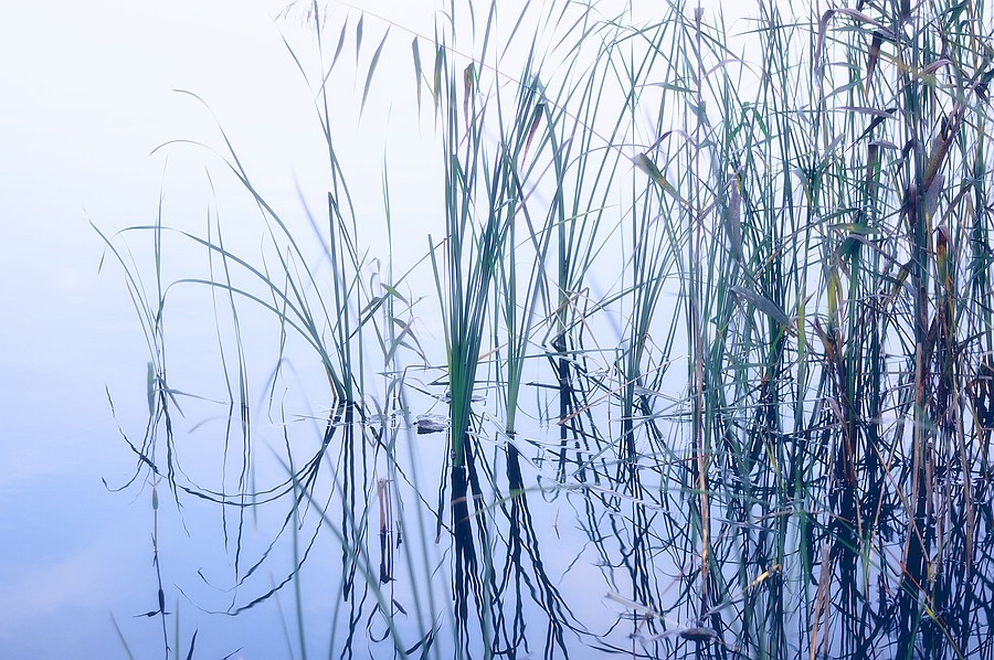 Schilf am Ufer