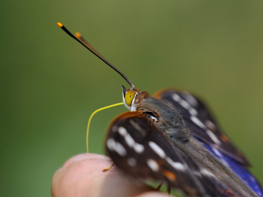 Schillerfalter (am Finger)