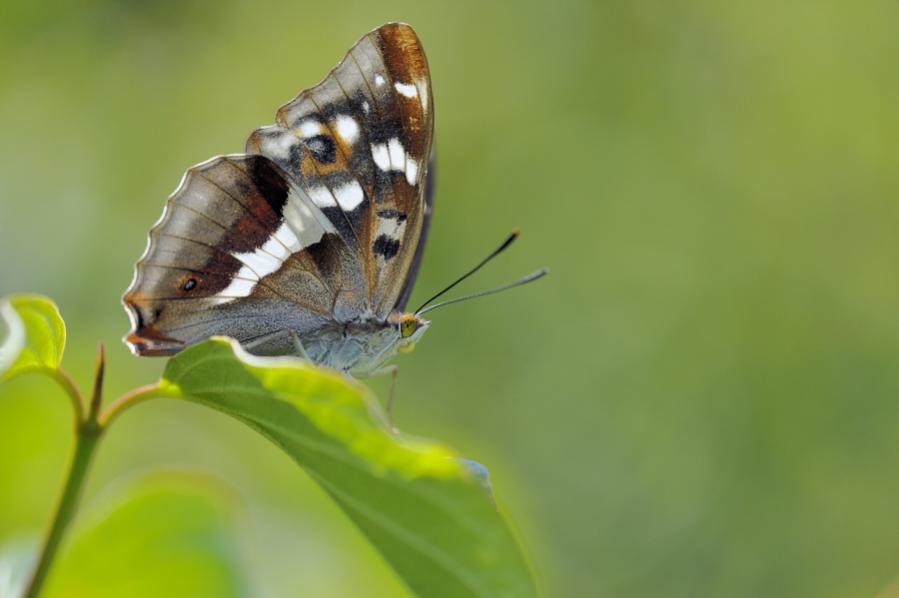 Schillerfalter