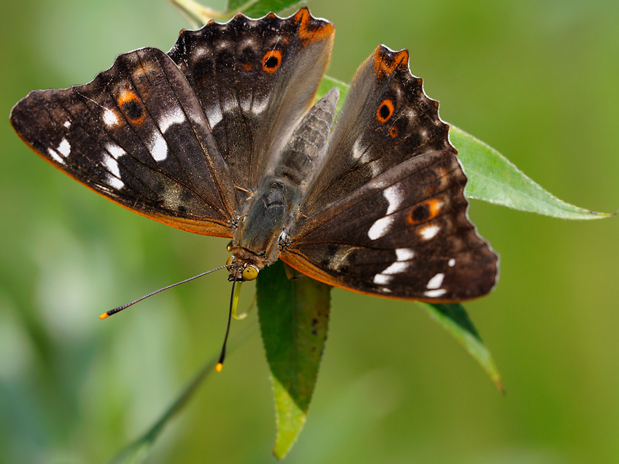 Schillerfalter