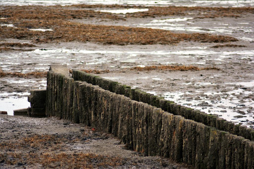 Schillig bei Ebbe