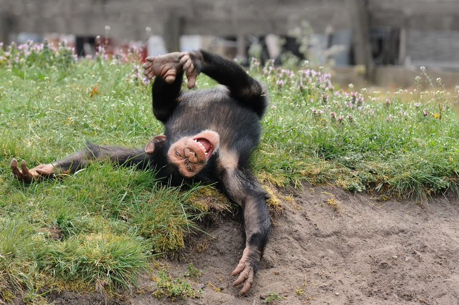 Schimpanse Serengetipark
