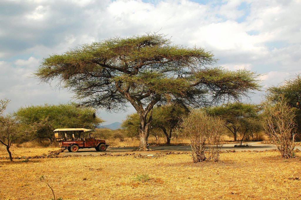 Schirmakazie im severin Savaricamp Tsavo West