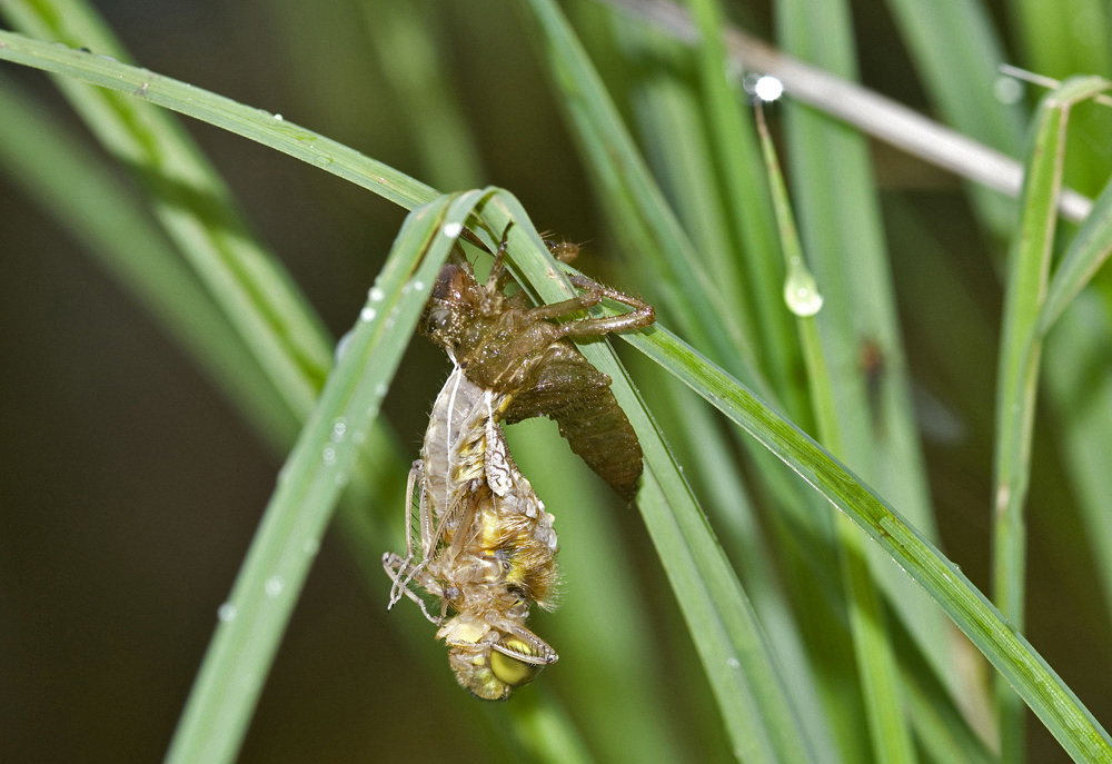 Schlüpfende Libelle