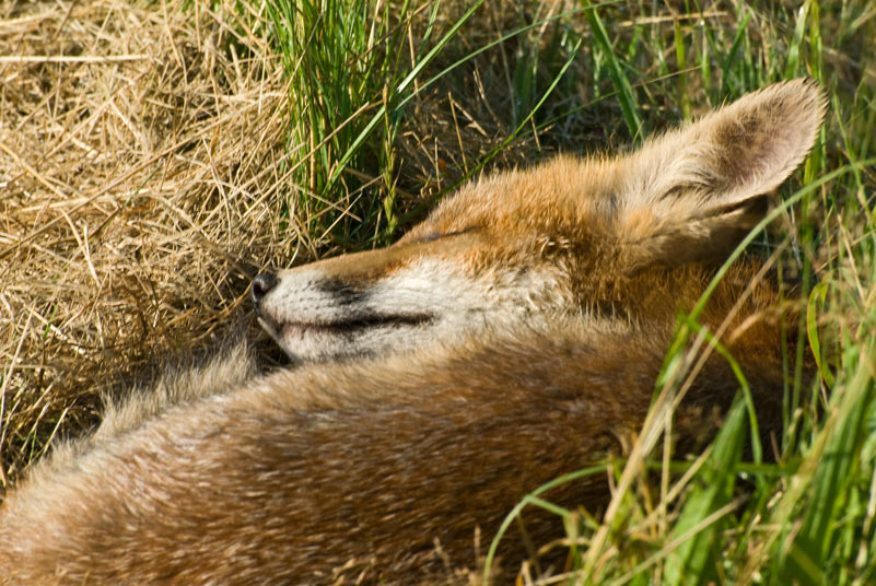 Schlafender Fuchs
