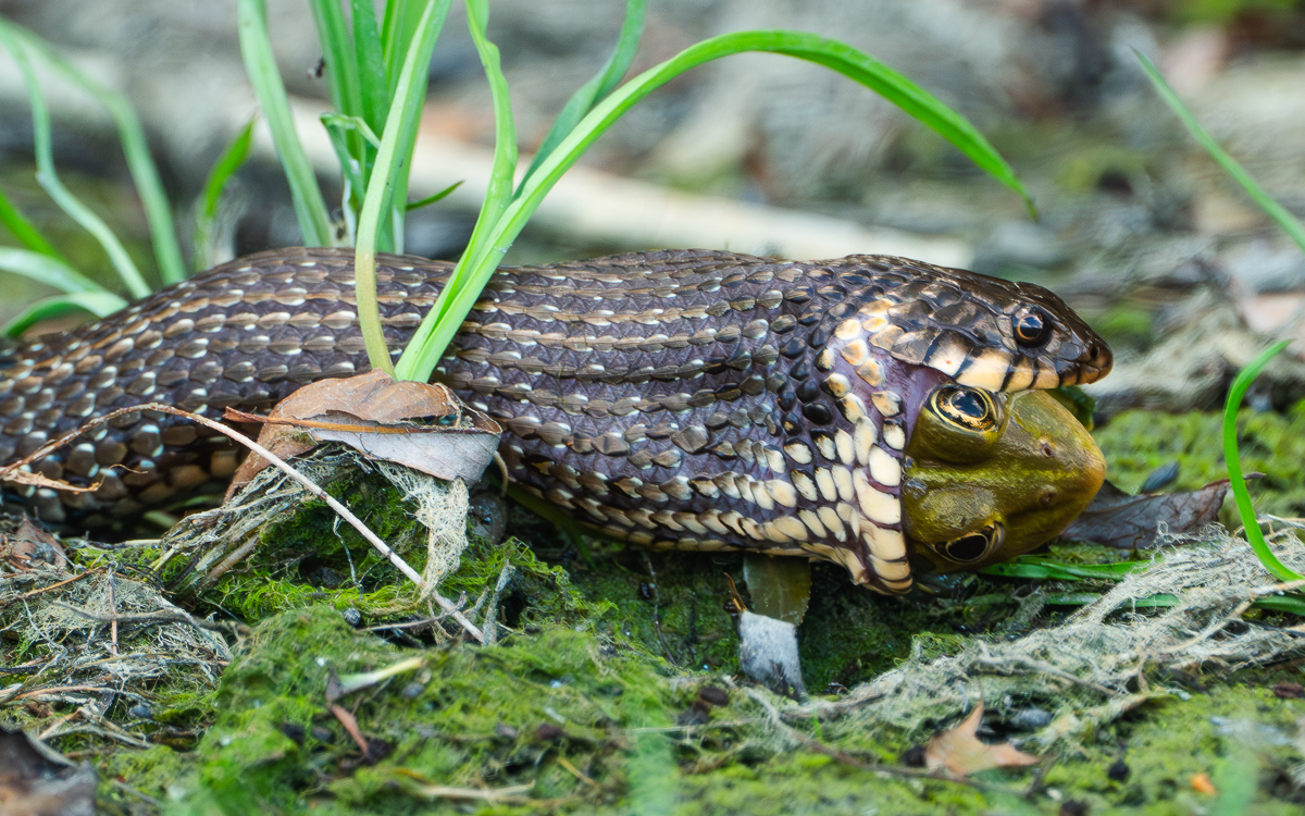 SchlangeFrosch.jpg