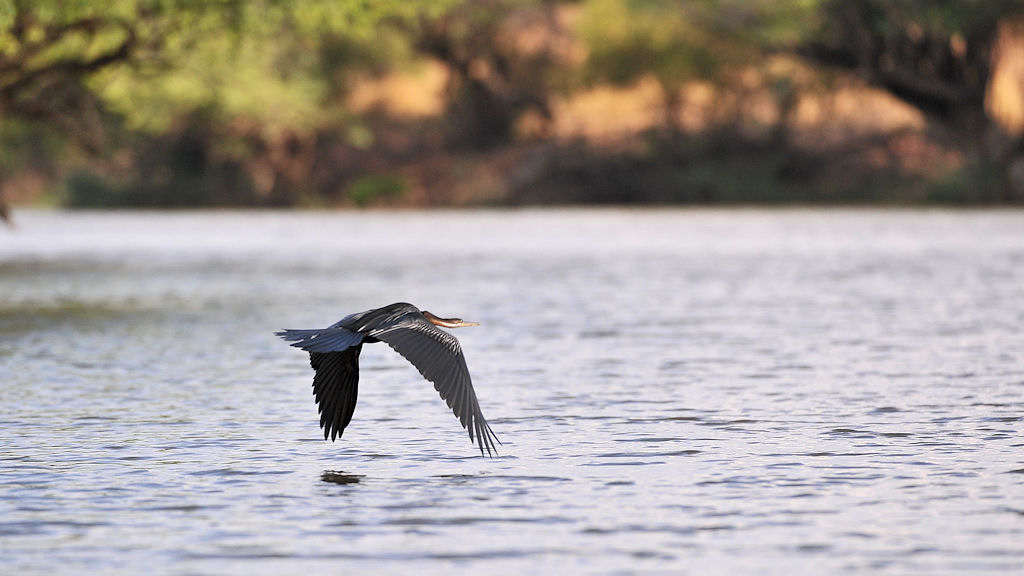 Schlangenhalsvogel (Darter)
am Lufupa River, Kafue
4576