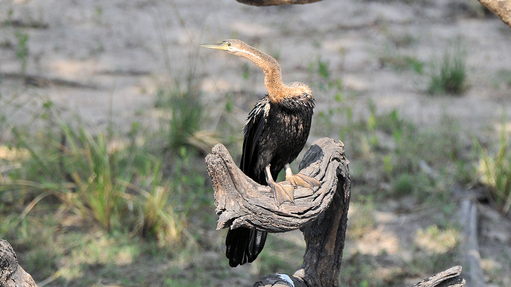 Schlangenhalsvogel (Darter)
am Lufupa River, Kafue
6890