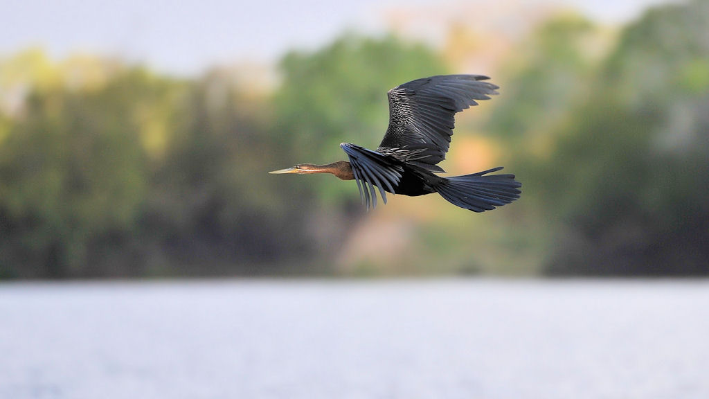 Schlangenhalsvogel (Darter)
Lufupa River, Kafue
4548