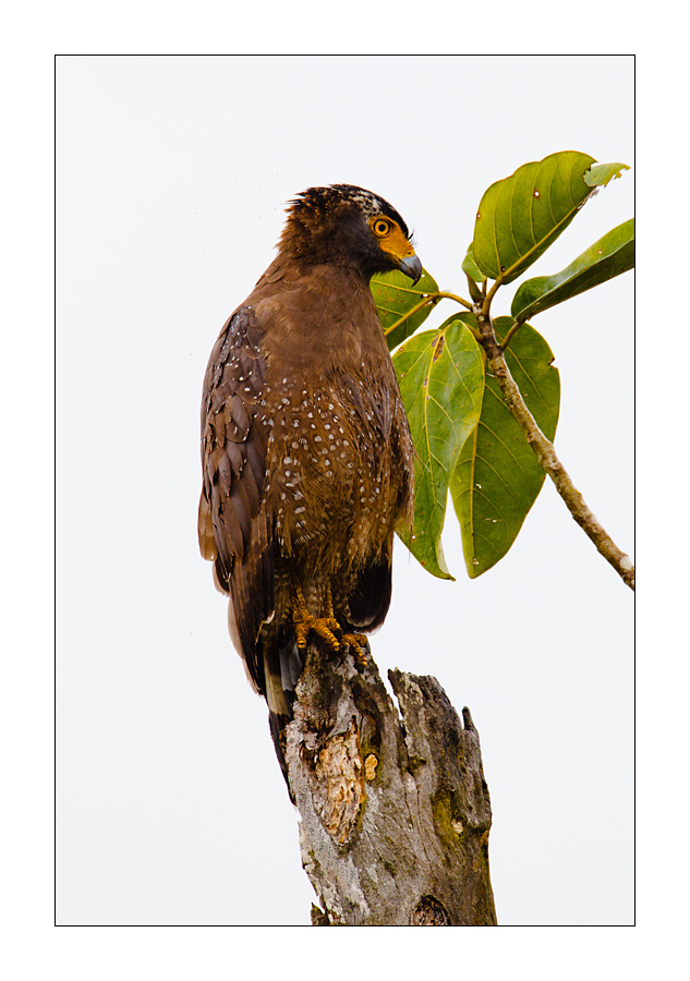 Schlangenweihe (Spilornis cheela spilogaster)