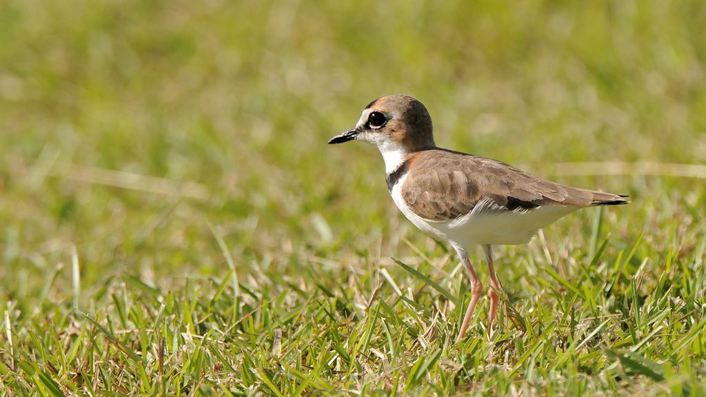 Schlankschnabel Regenpfeifer (Collared Plover)
Bangara Island
9794