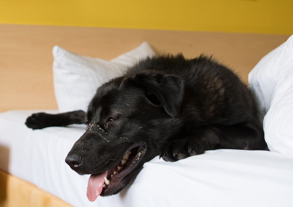 schlapper hund