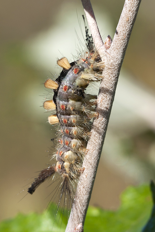 Schlehen Bürstenspinner 20110903 1099