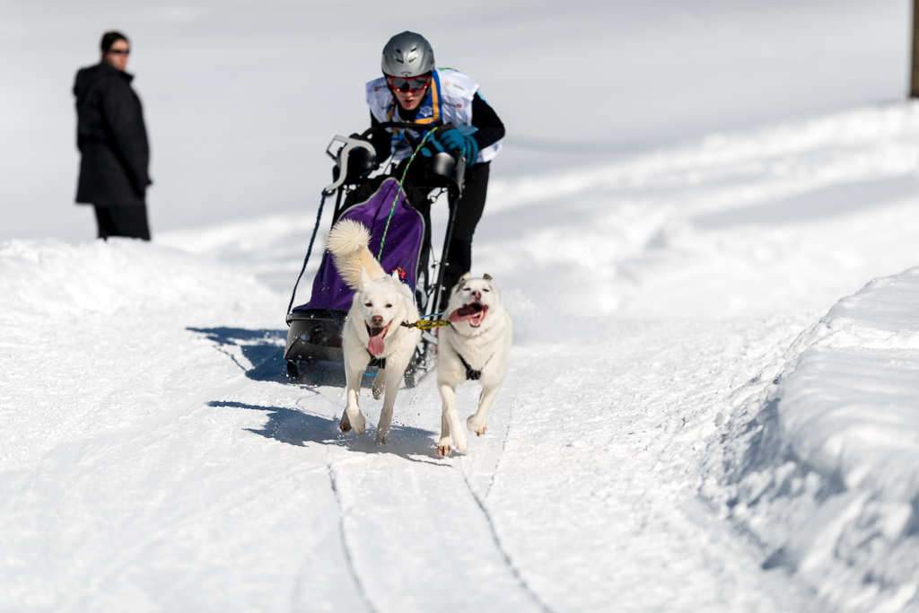 Schlittenhunde 2014 Sequenz 2