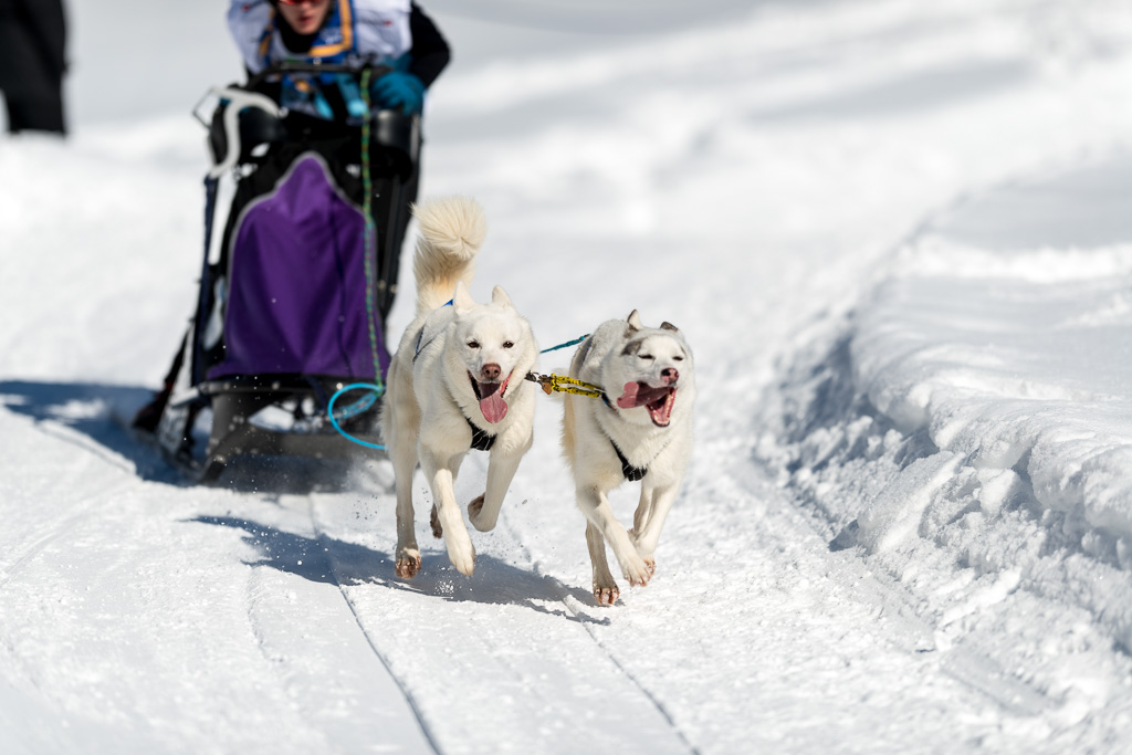 Schlittenhunde 2014 Sequenz 5