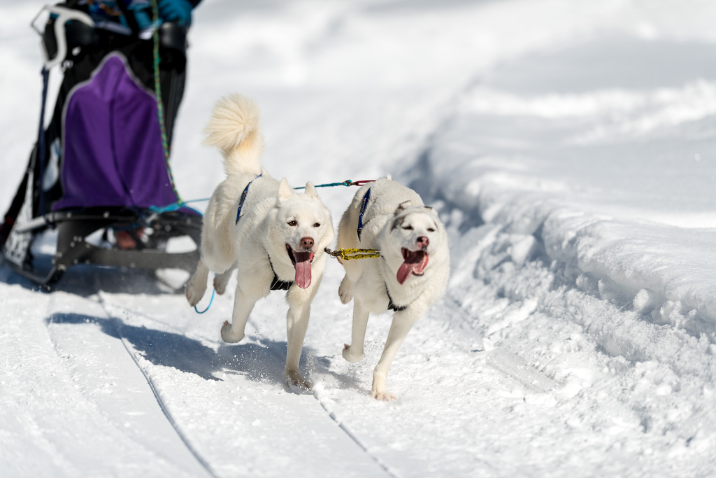 Schlittenhunde 2014 Sequenz 6