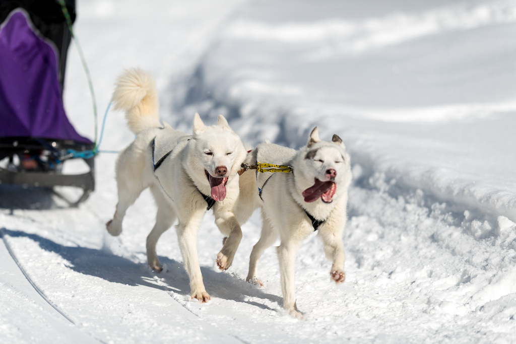 Schlittenhunde 2014 Sequenz 7