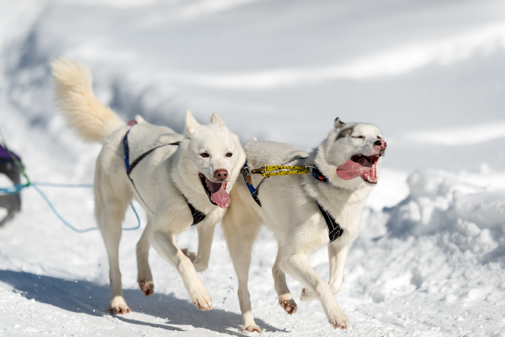 Schlittenhunde 2014 Sequenz 8