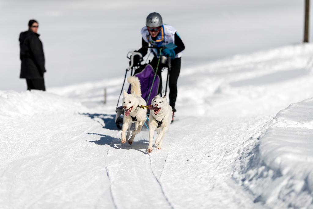 Schlittenhunde 2014 Sequenz