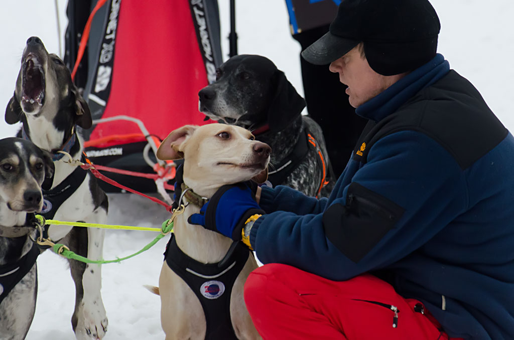 schlittenhunde beim start