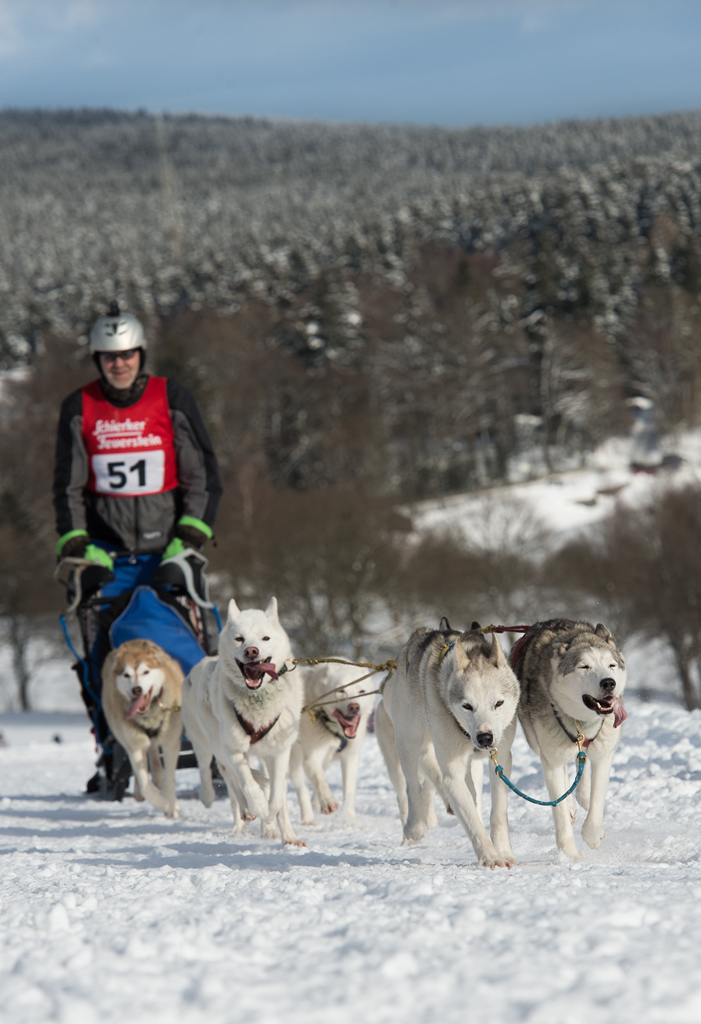 schlittenhunderennen2