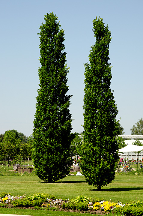 Schloßpark Natur 2012 05 20 11