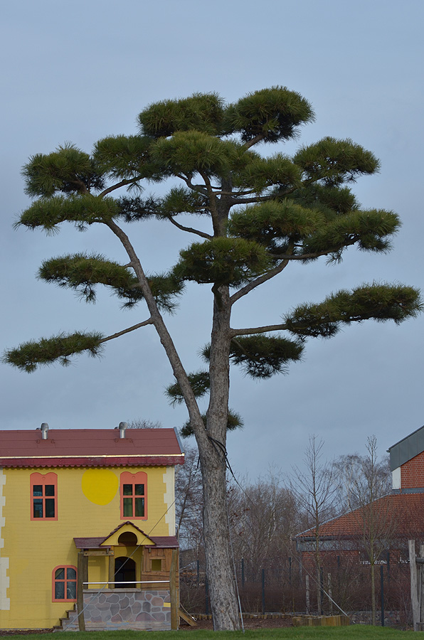 Schlosspark 2011 12 29 28