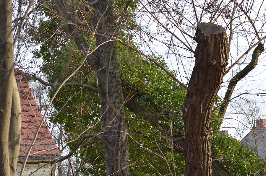 Schlosspark 2011 12 29 62
Hier habe den Fokus auf die grünen Blätter gelegt.