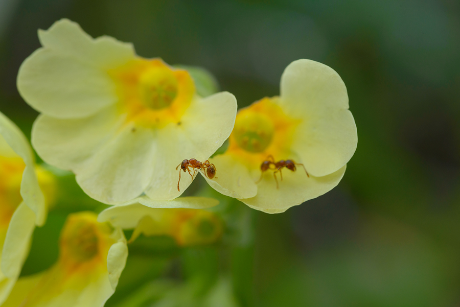 schlüsselblumenschneiderameise 001
