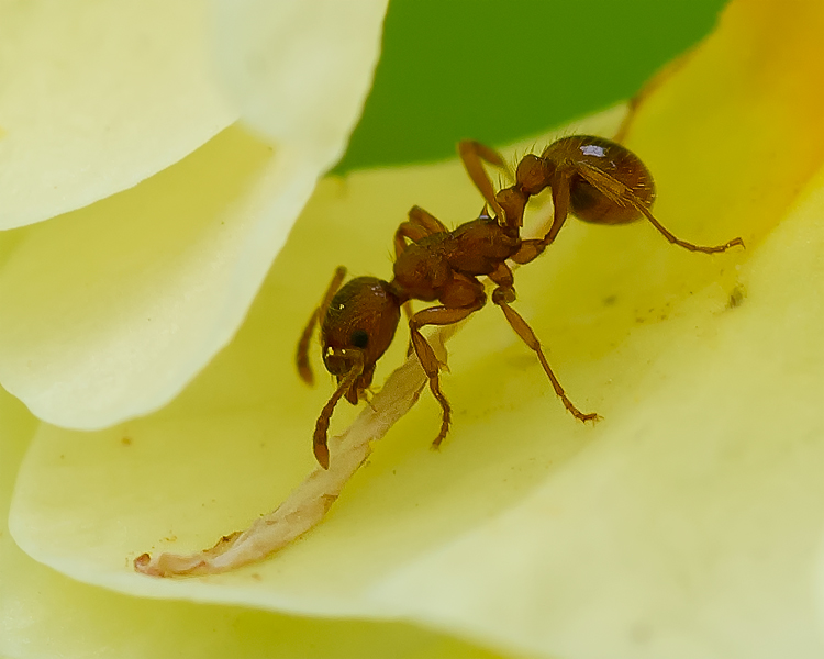 schlüsselblumenschneiderameise 002
