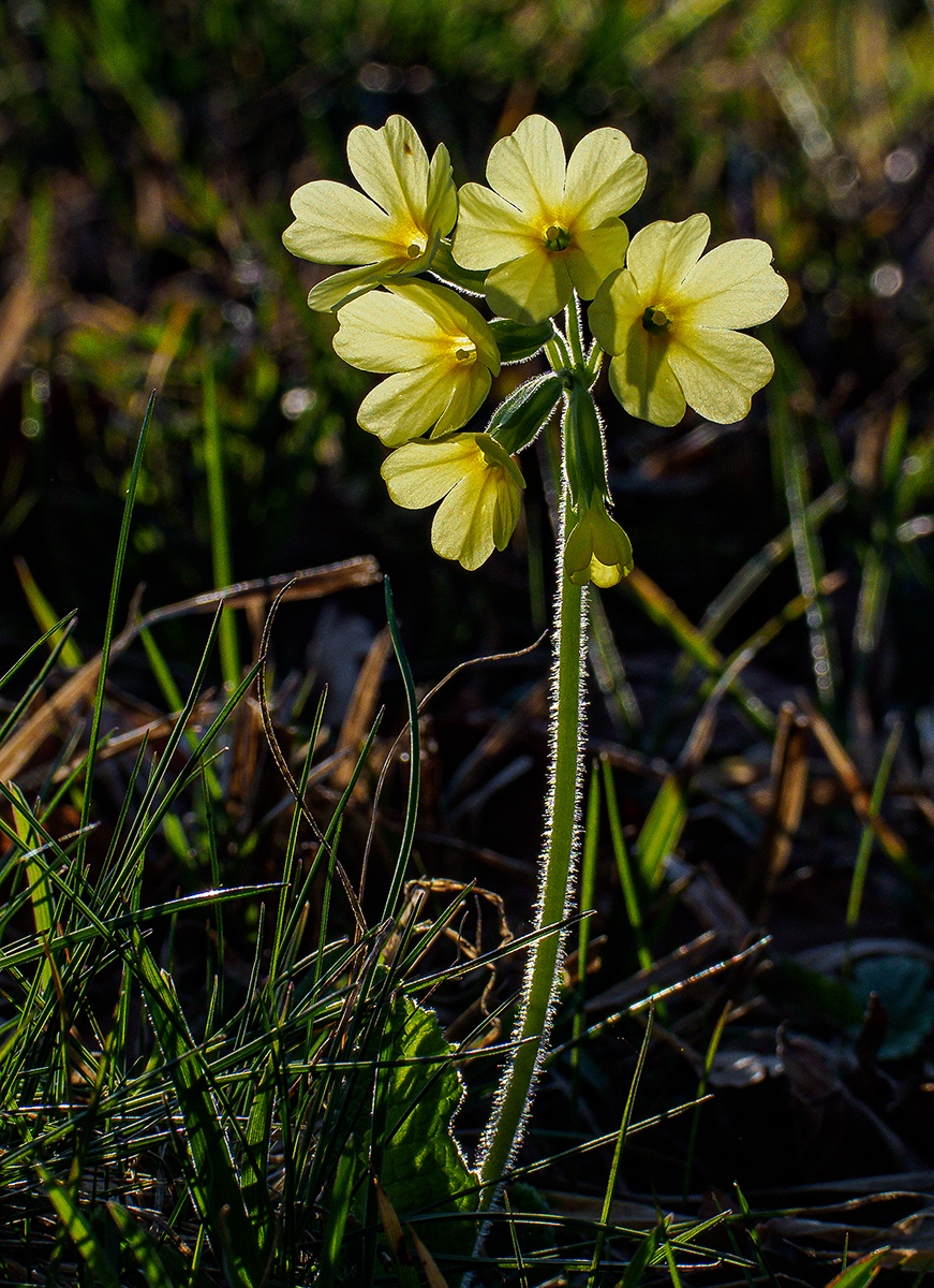 Schluesselblume.jpg