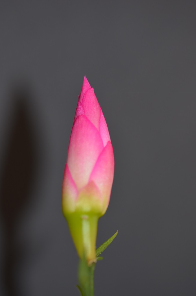 Schlumbergera