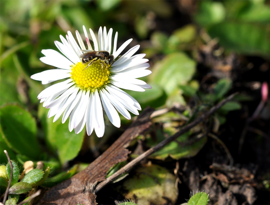 Schlupfweste auf Gänseblümchen