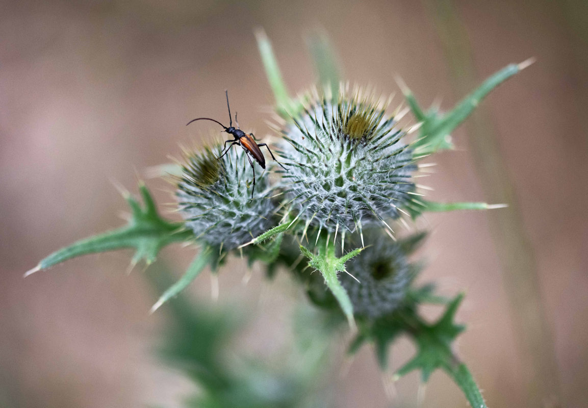 Schmalbock auf Distel.jpg