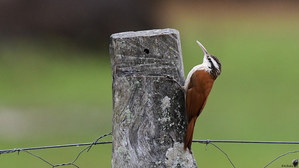 Schmalschnabel-Baumsteiger (Narrow-billed Woodcreeper)

Laut meines Bestimmungsbuches passt der Vogel perfekt auf den narrow-billed woodcreeper.
Bei W