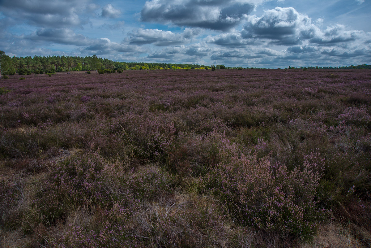 Schmarbecker Heide 1 (1 von 1).jpg