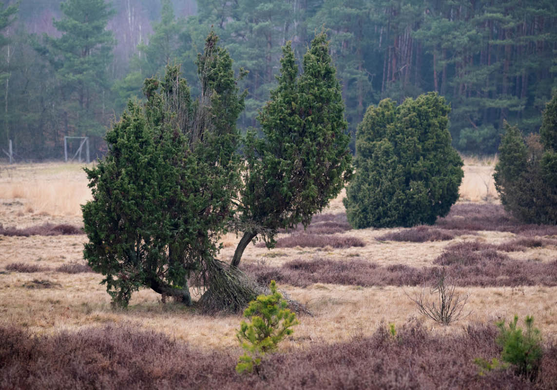 Schmarbecker Heide.jpg