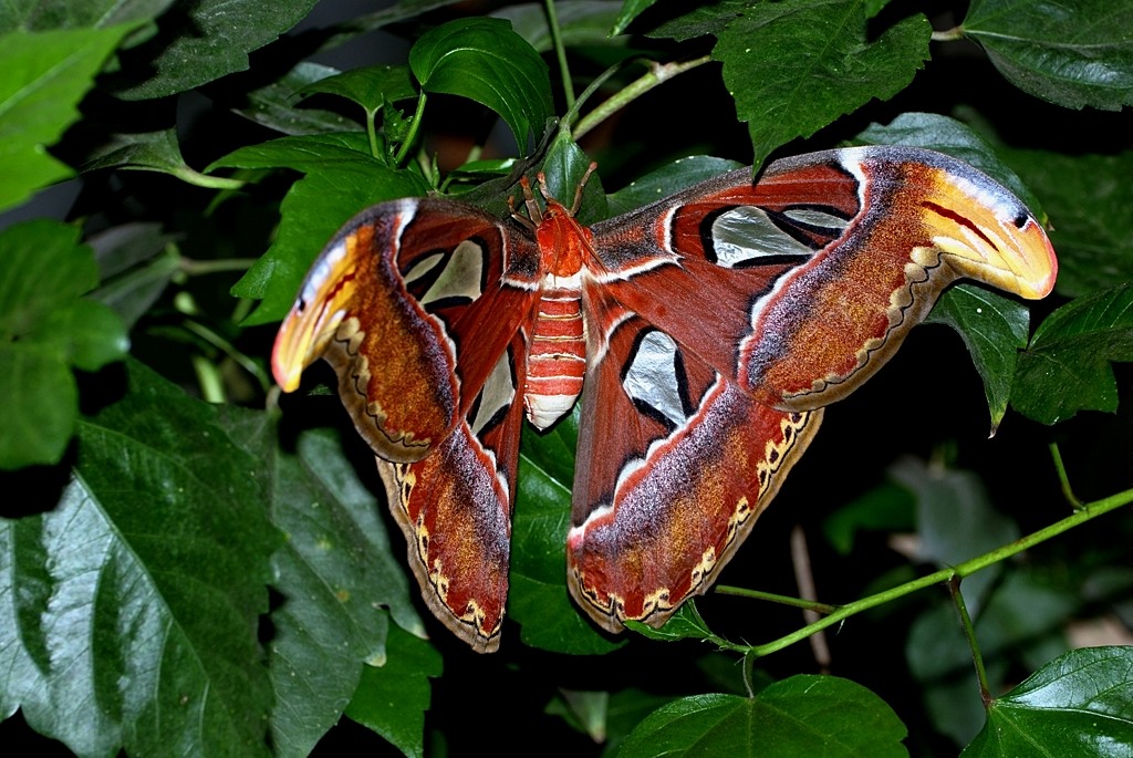Schmetterelingsgarten G'macher 2007 (33)x
