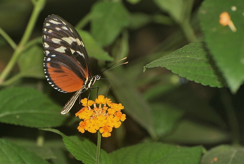 Schmetterelingsgarten G'macher 2007 (8) 03