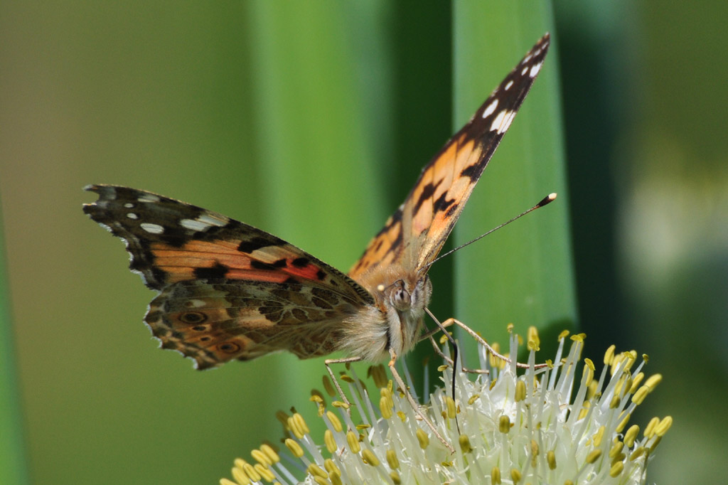 Schmetterl Mai09 52 2