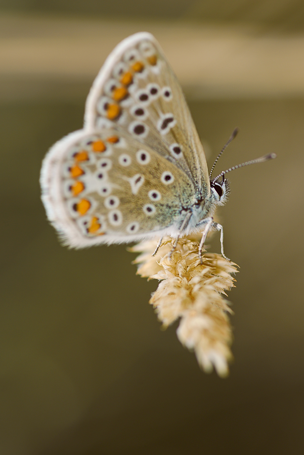 Schmetterling 001