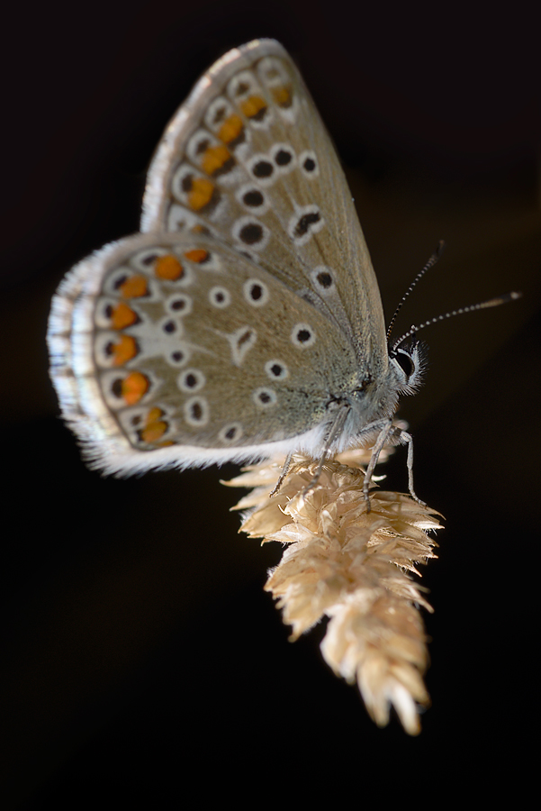 Schmetterling 002