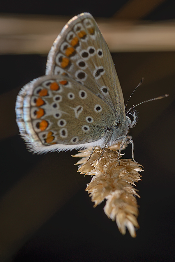 Schmetterling 002b