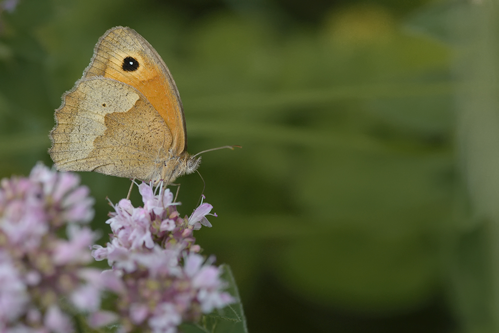 Schmetterling 003