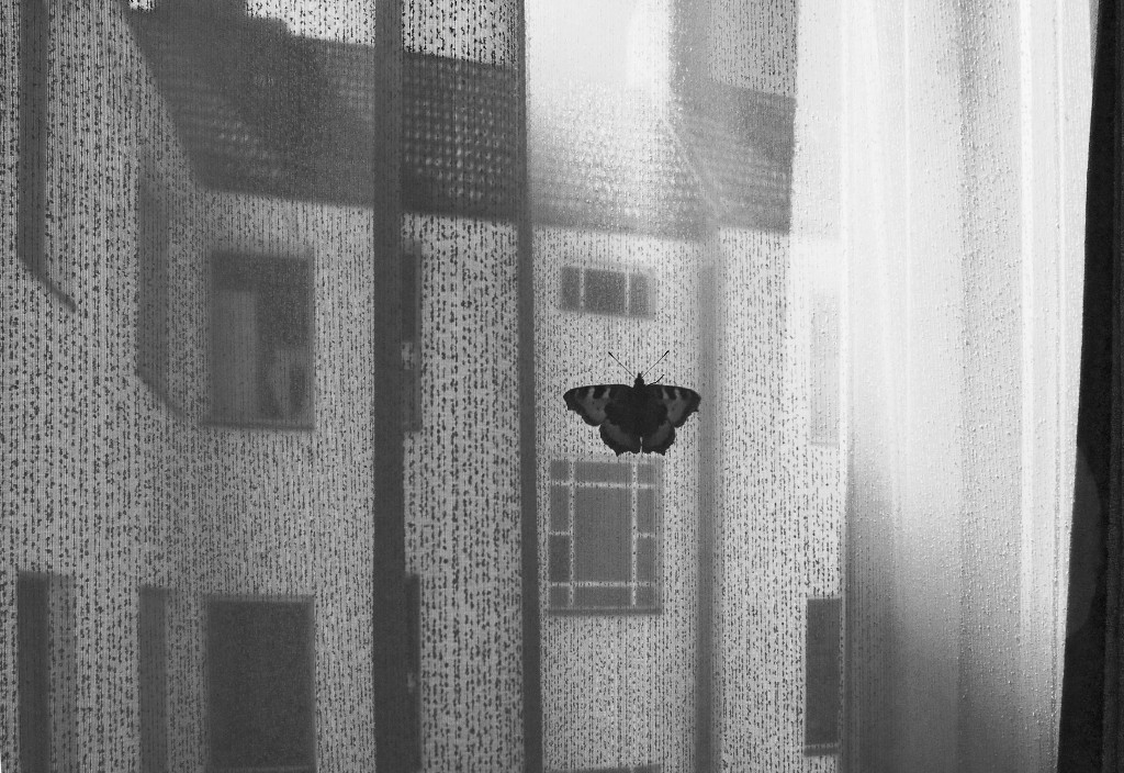 Schmetterling 0036 110806 beschnitten SW 1024x704 90