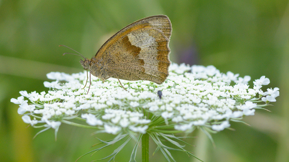 Schmetterling 004