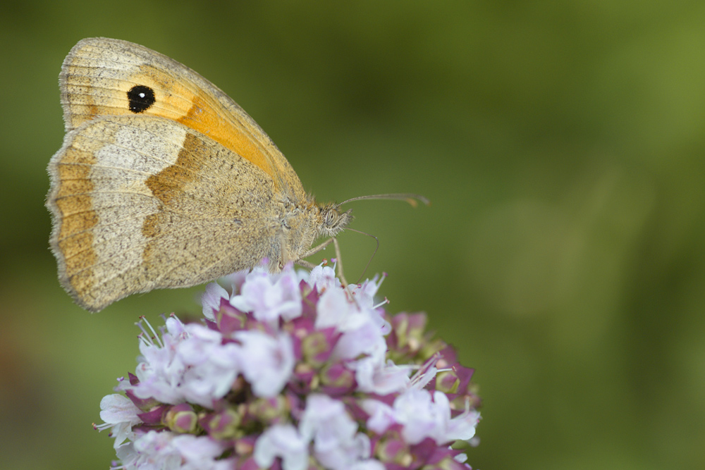 Schmetterling 005